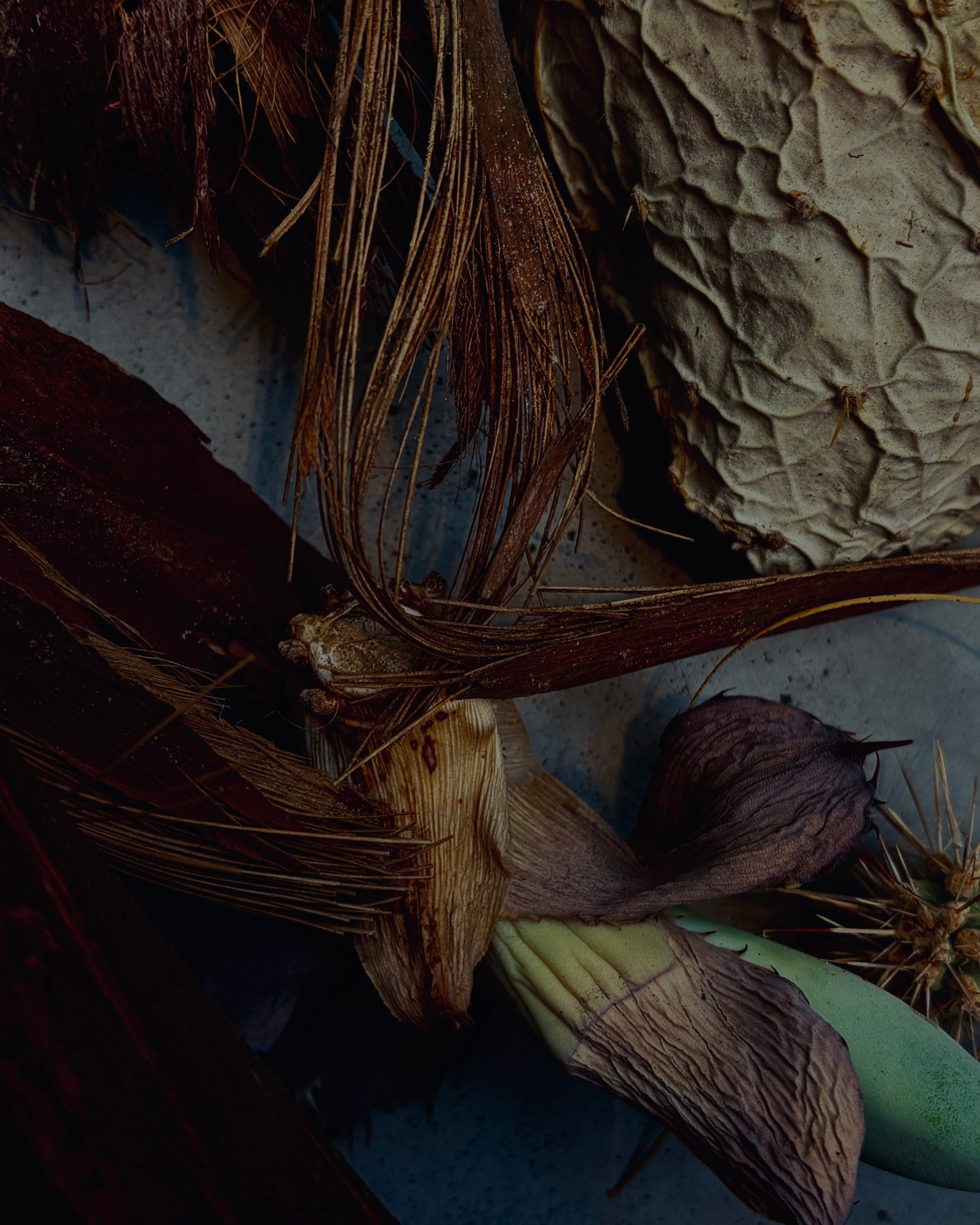 A close-up of dried botanical elements, including brown palm fronds, a wrinkled beige dried flower or seed pod, and a pale green stem, arranged against a dark background.